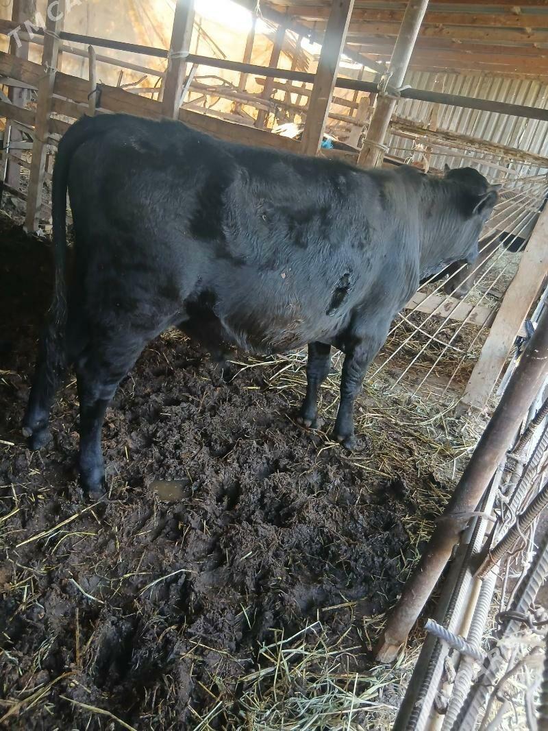 parodny okuz - Türkmenabat - img 3