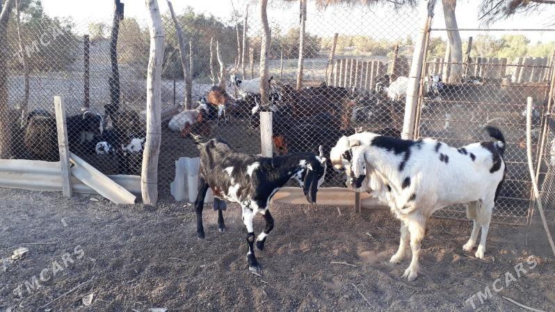 Pakistan Teke - Dänew - img 2