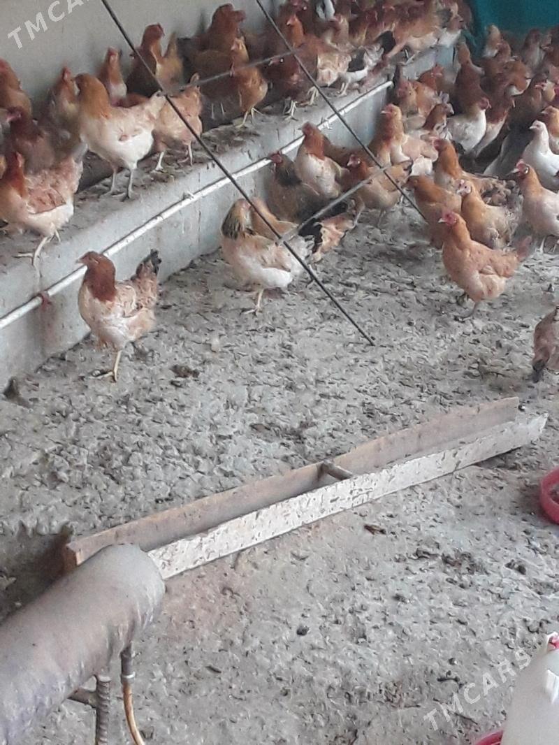 Towuk - Bäherden - img 1