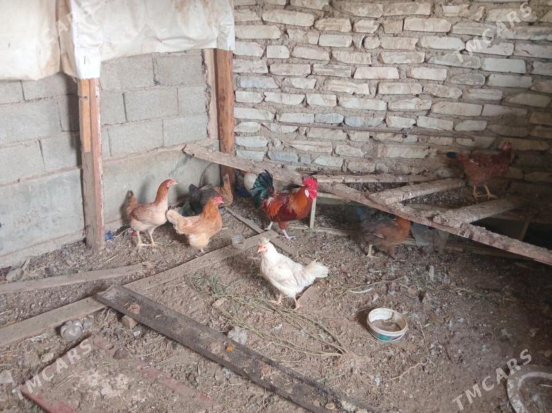 7 towuk 1horaz - Балканабат - img 1