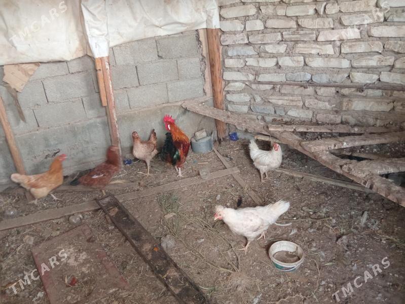 7 towuk 1horaz - Балканабат - img 3