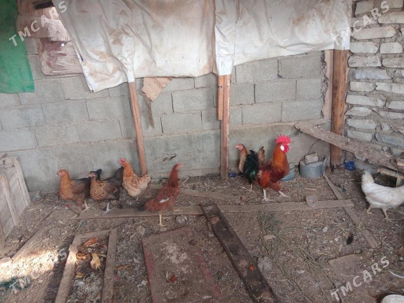 7 towuk 1horaz - Балканабат - img 4