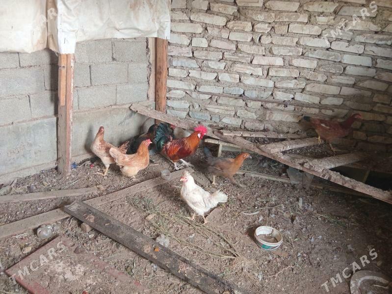 7 towuk 1horaz - Балканабат - img 2