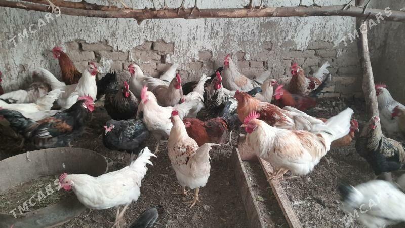 horoz - Сакарчага - img 5