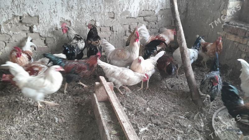 horoz - Сакарчага - img 6