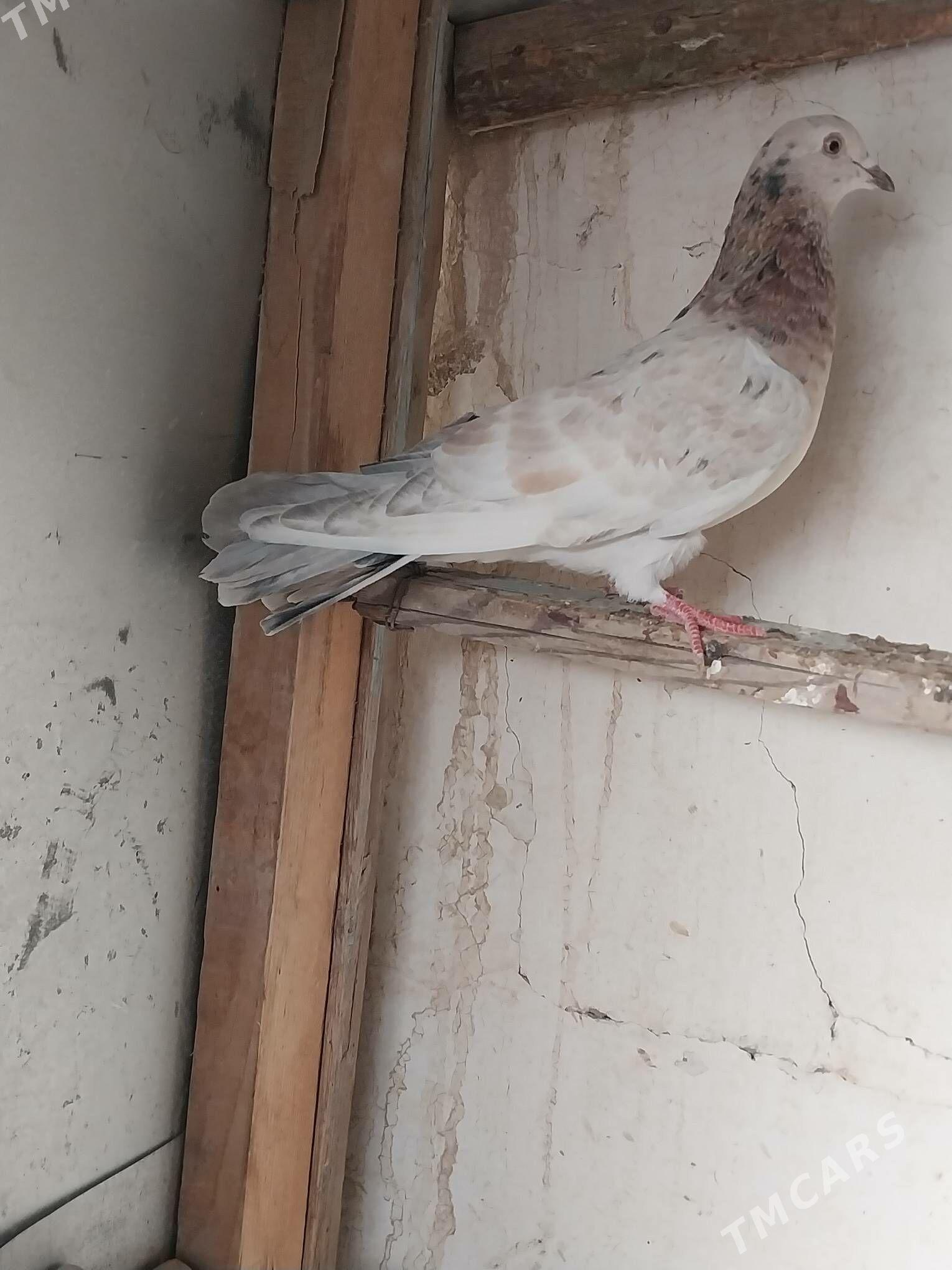 KEPDERI. - Мургап - img 3