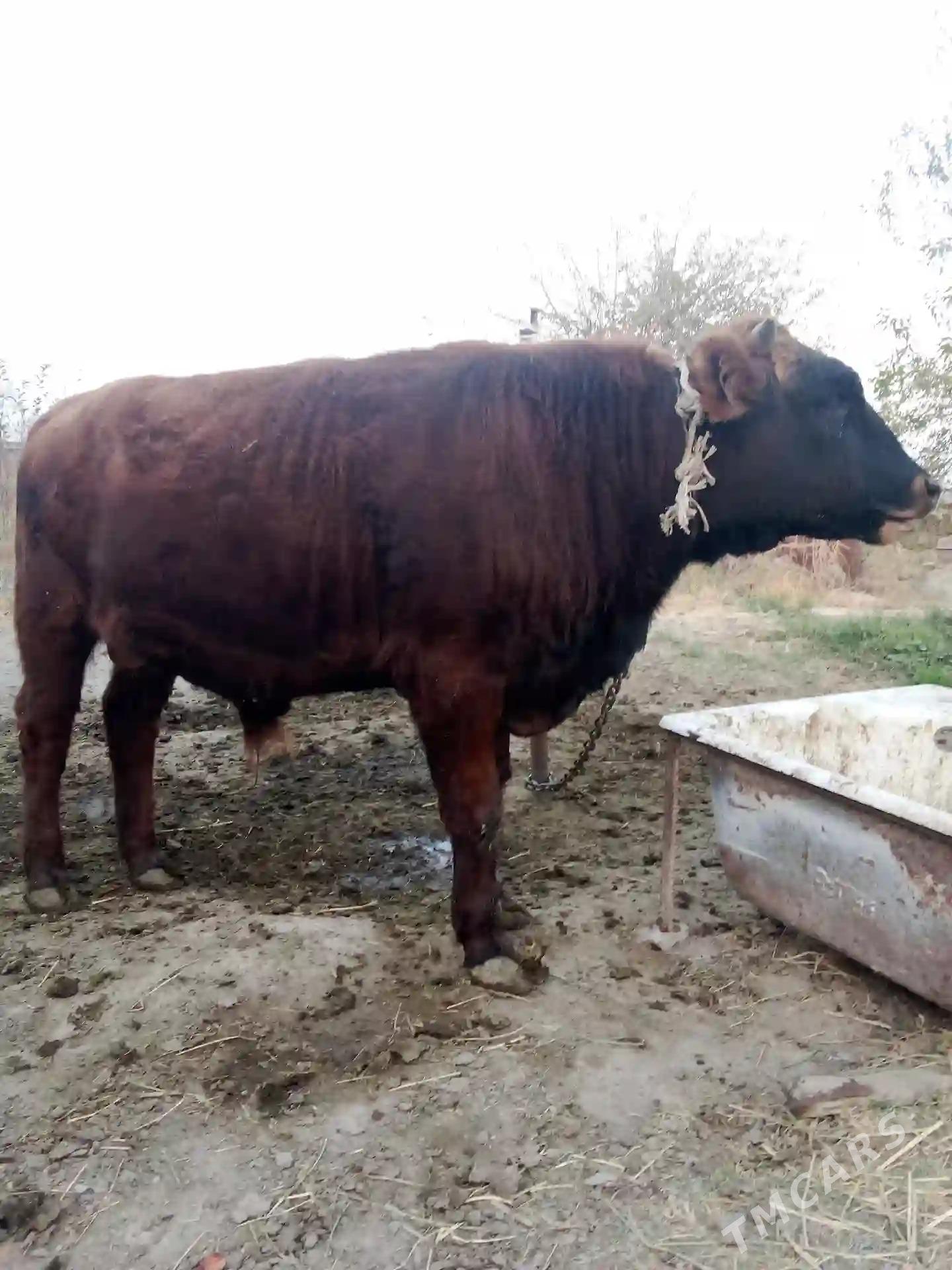 okuz - Бахарден - img 4