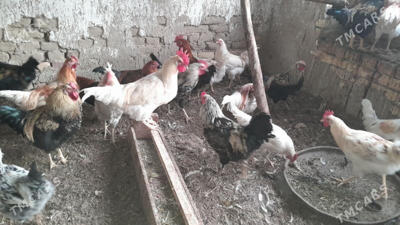 horoz - Сакарчага - img 4