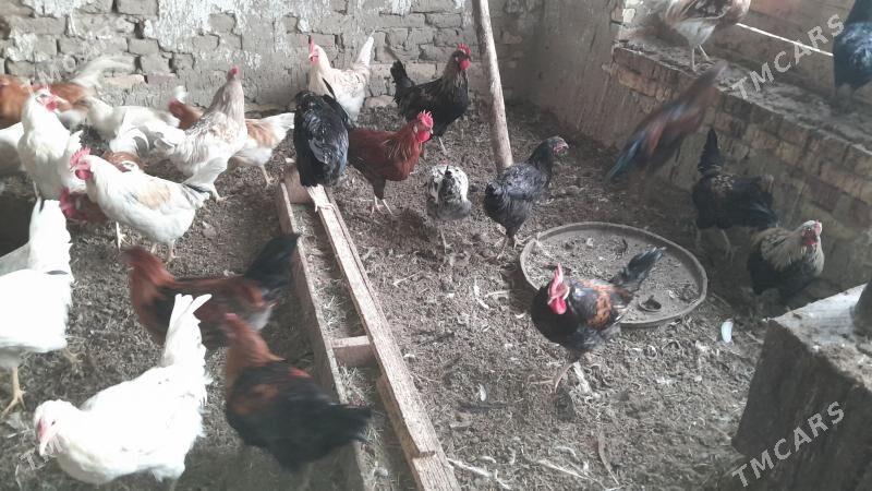 horoz - Сакарчага - img 3