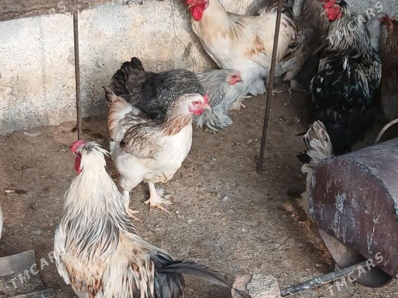 balgar towk - Gökje - img 1