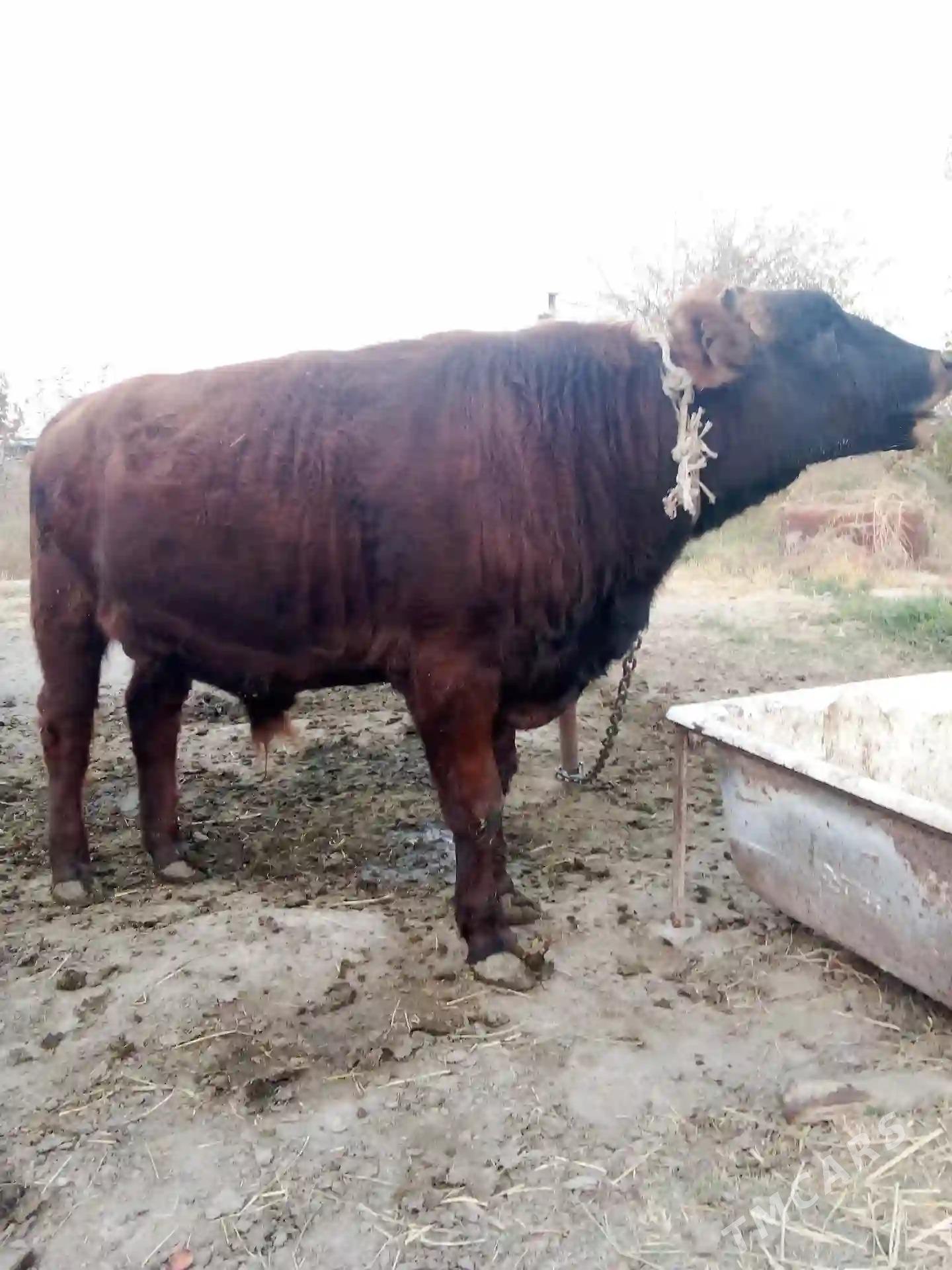 okuz - Бахарден - img 2