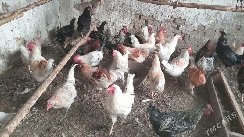 horoz - Сакарчага - img 2