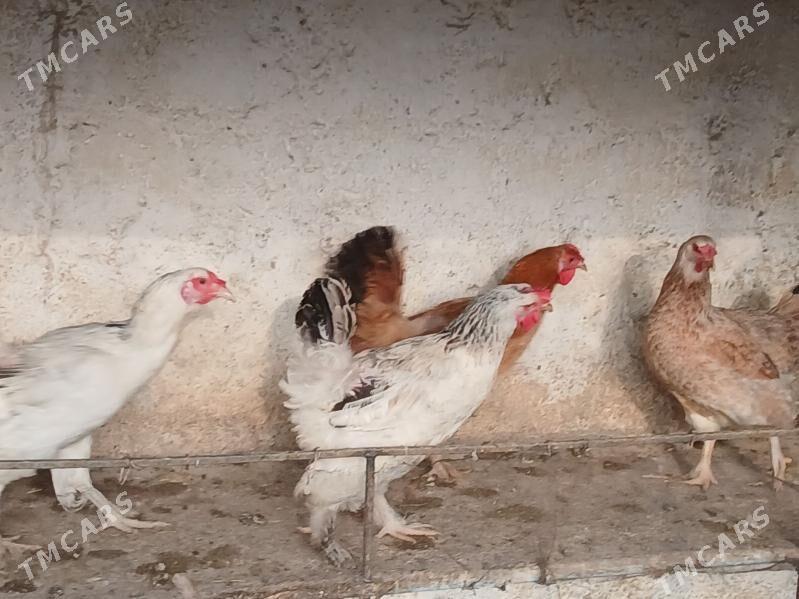 balgar towk - Gökje - img 3