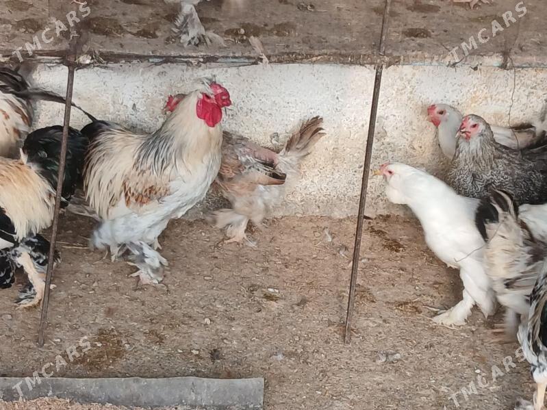 balgar towk - Gökje - img 4