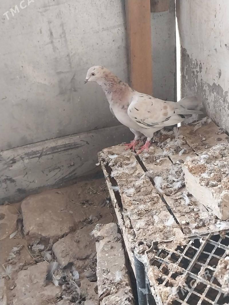 KEPDERI. - Мургап - img 2