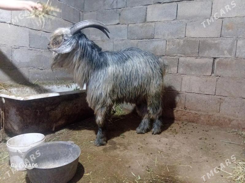 Teke - Ак-Бугдайский этрап - img 2