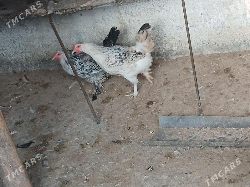 balgar towk - Gökje - img 6