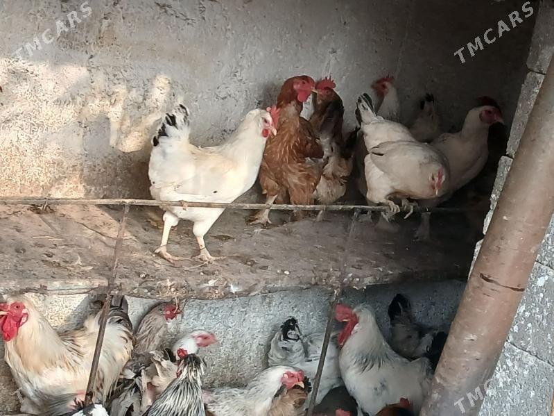 balgar towk - Gökje - img 5