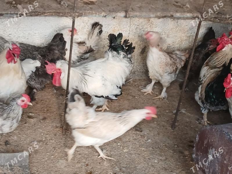 balgar towk - Gökje - img 2