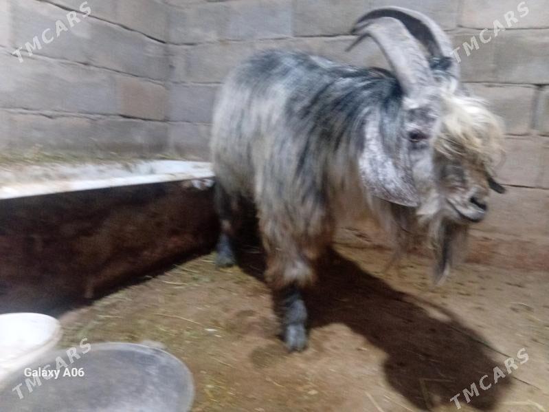 Teke - Ак-Бугдайский этрап - img 4