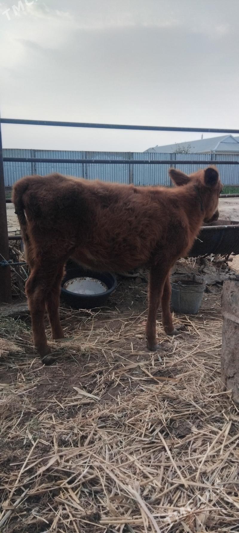 yas gole - Мургап - img 1