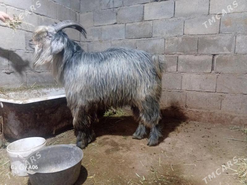 Teke - Ак-Бугдайский этрап - img 3