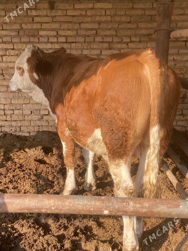 симинтал - Туркменабат - img 7