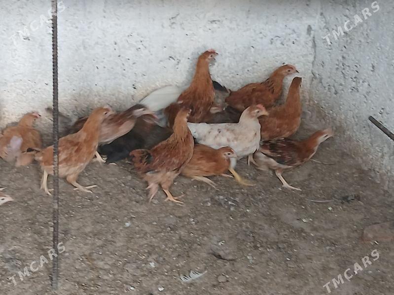 juje - Aşgabat - img 5