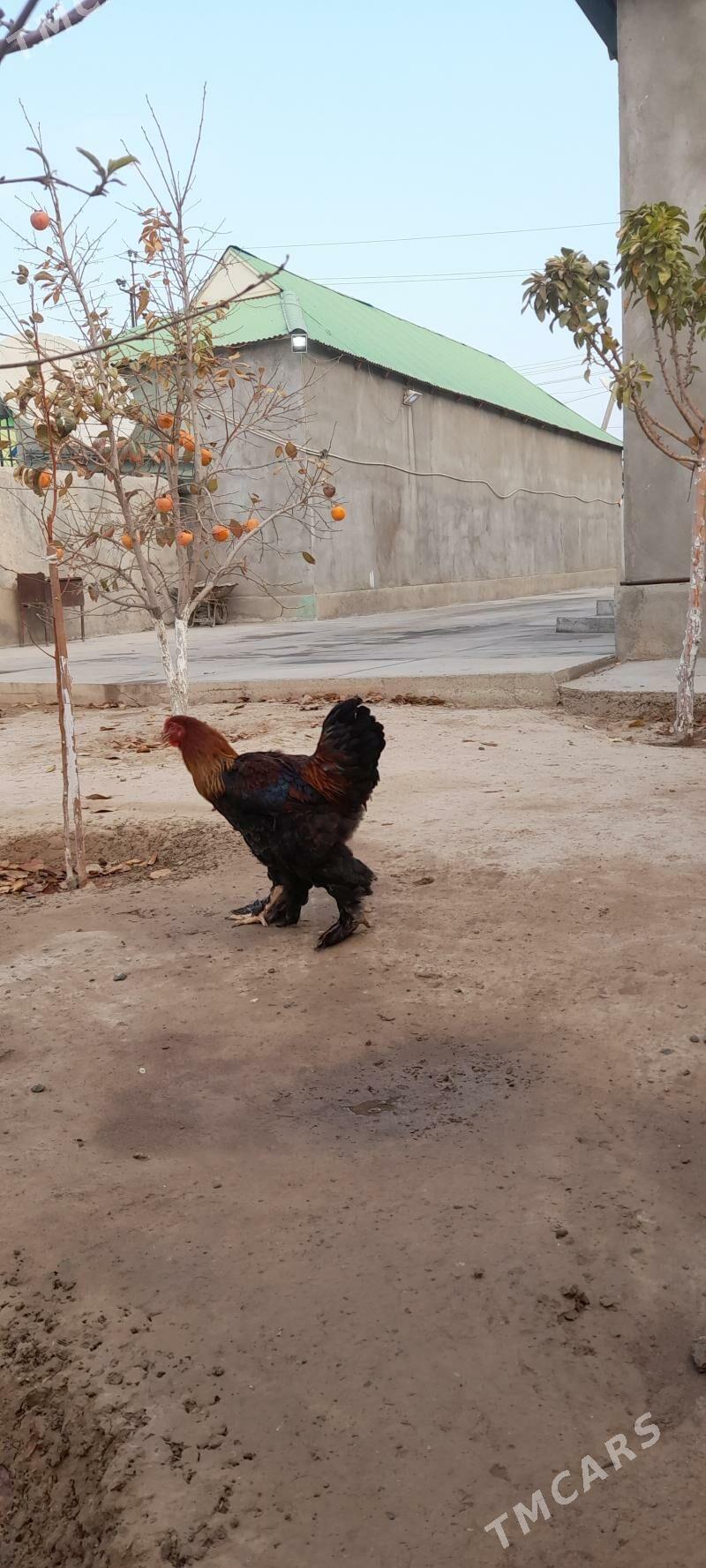 Brama gold horaz - Ашхабад - img 2