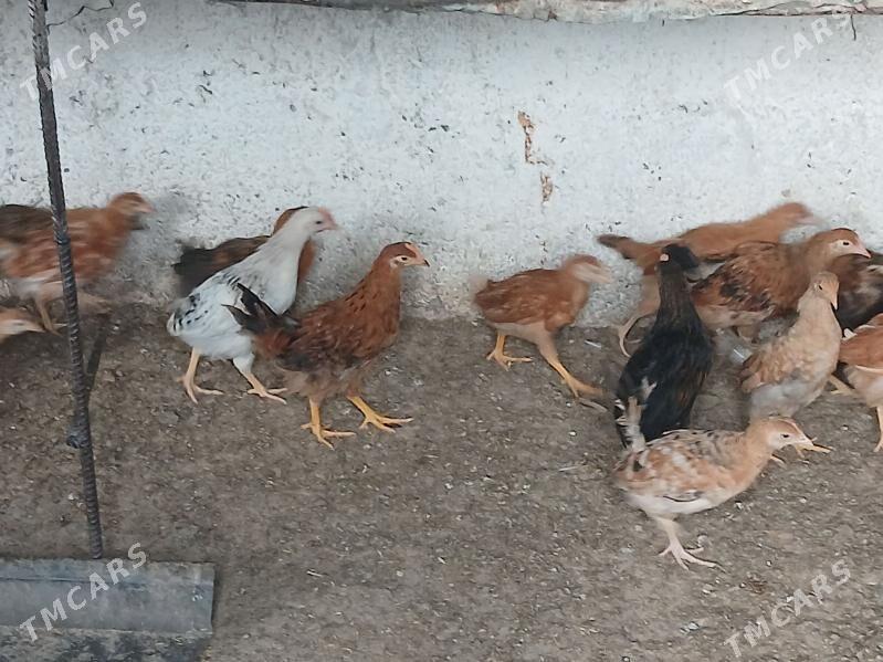 juje - Aşgabat - img 2