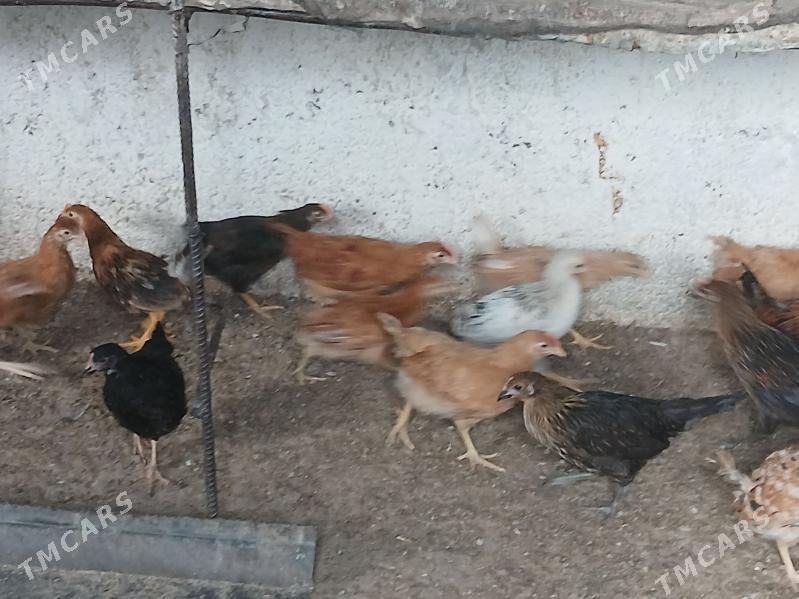 juje - Aşgabat - img 3