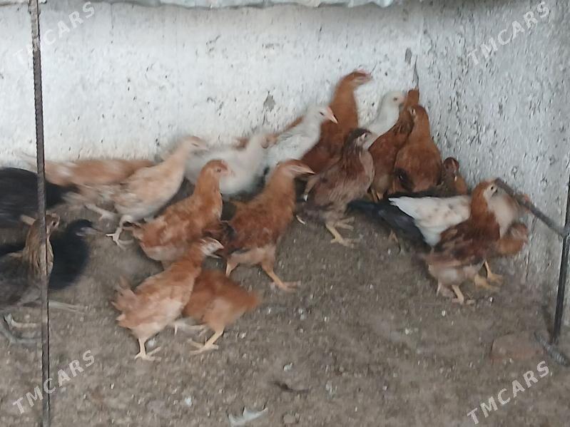 juje - Aşgabat - img 6