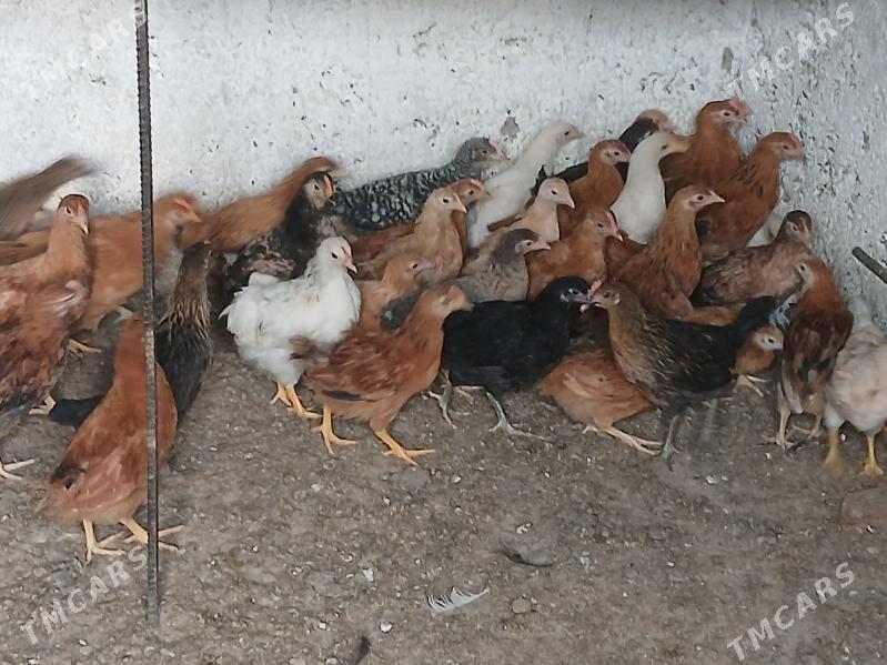 juje - Aşgabat - img 4