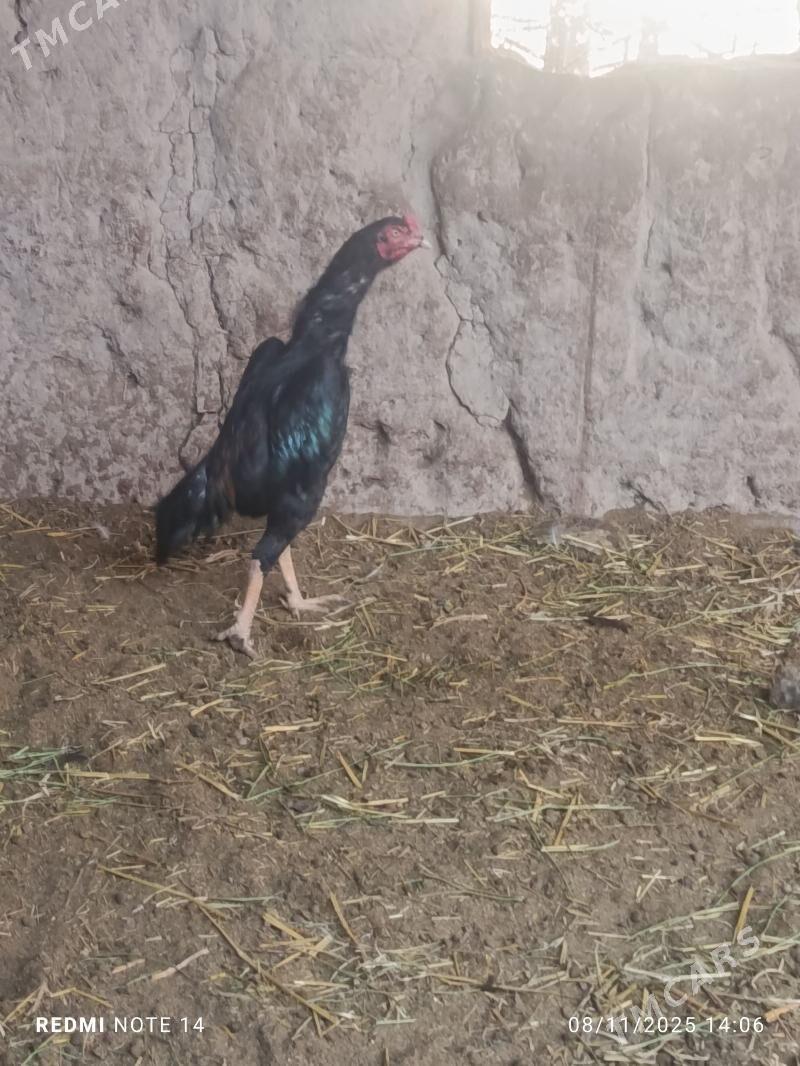 BAYES - Türkmenabat - img 3