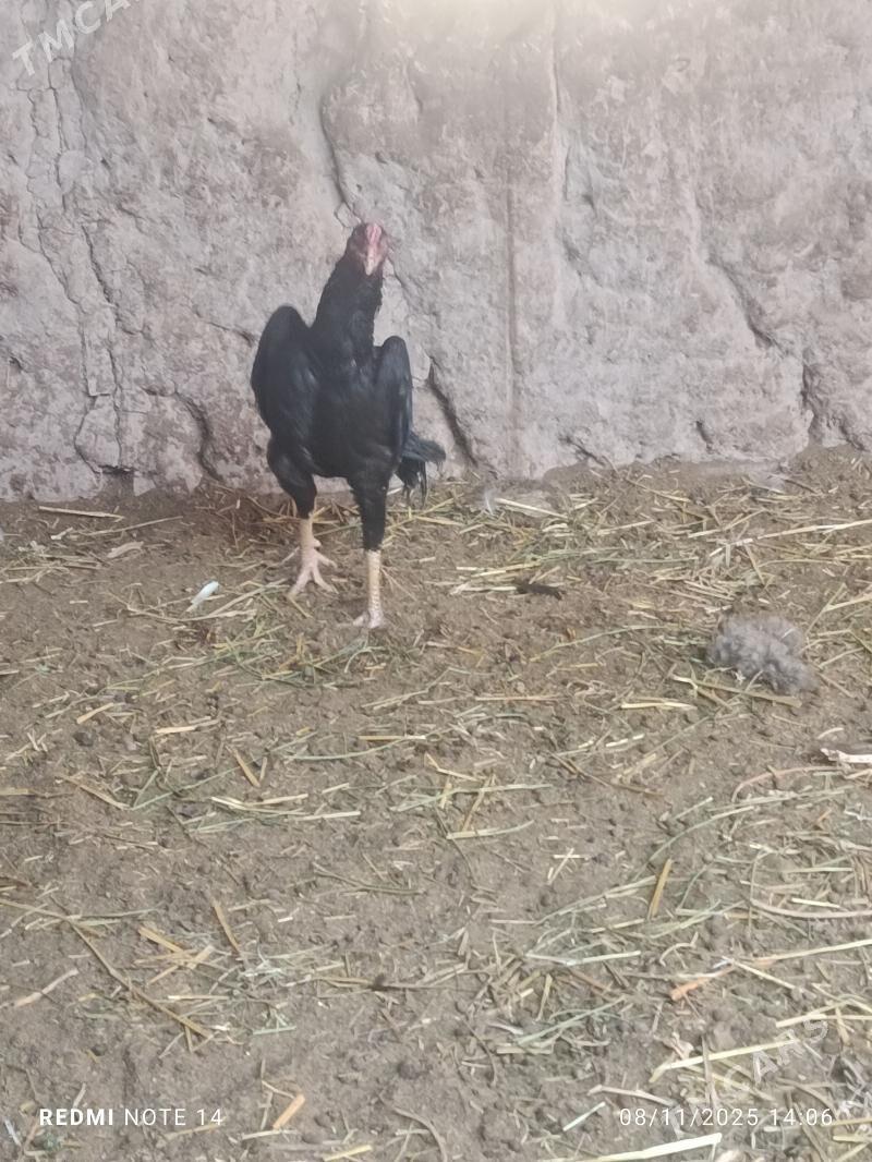 BAYES - Türkmenabat - img 2