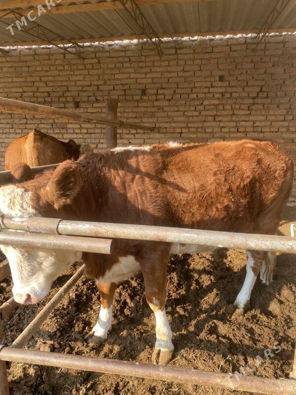 симинтал - Туркменабат - img 8