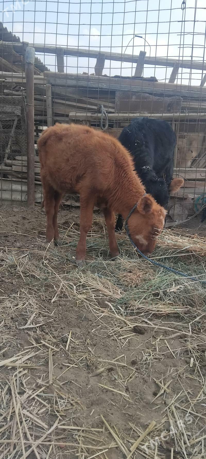 yas gole - Мургап - img 2