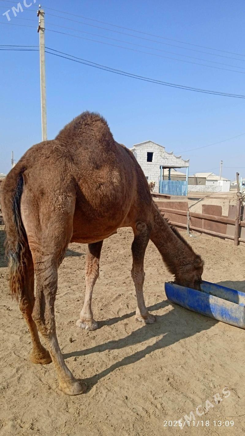 Düye - Esenguly - img 2