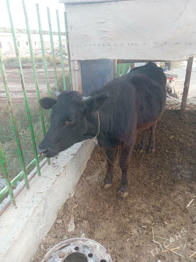 Sygyr - Ýaşlyk - img 2