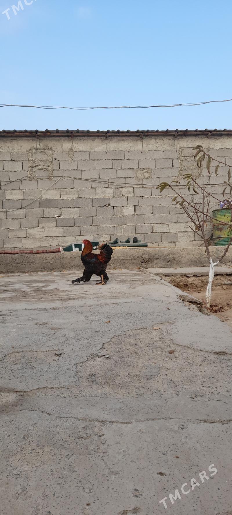 Brama gold horaz - Ашхабад - img 3