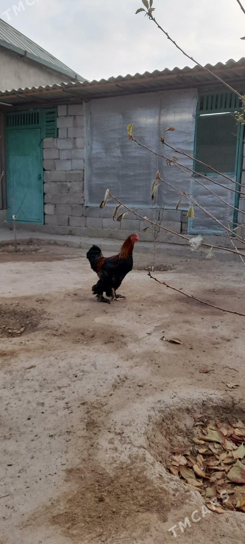 Brama gold horaz - Ашхабад - img 5