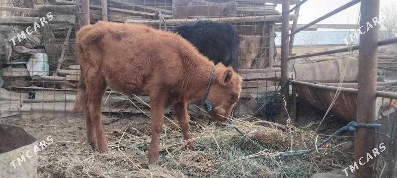 yas gole - Мургап - img 3