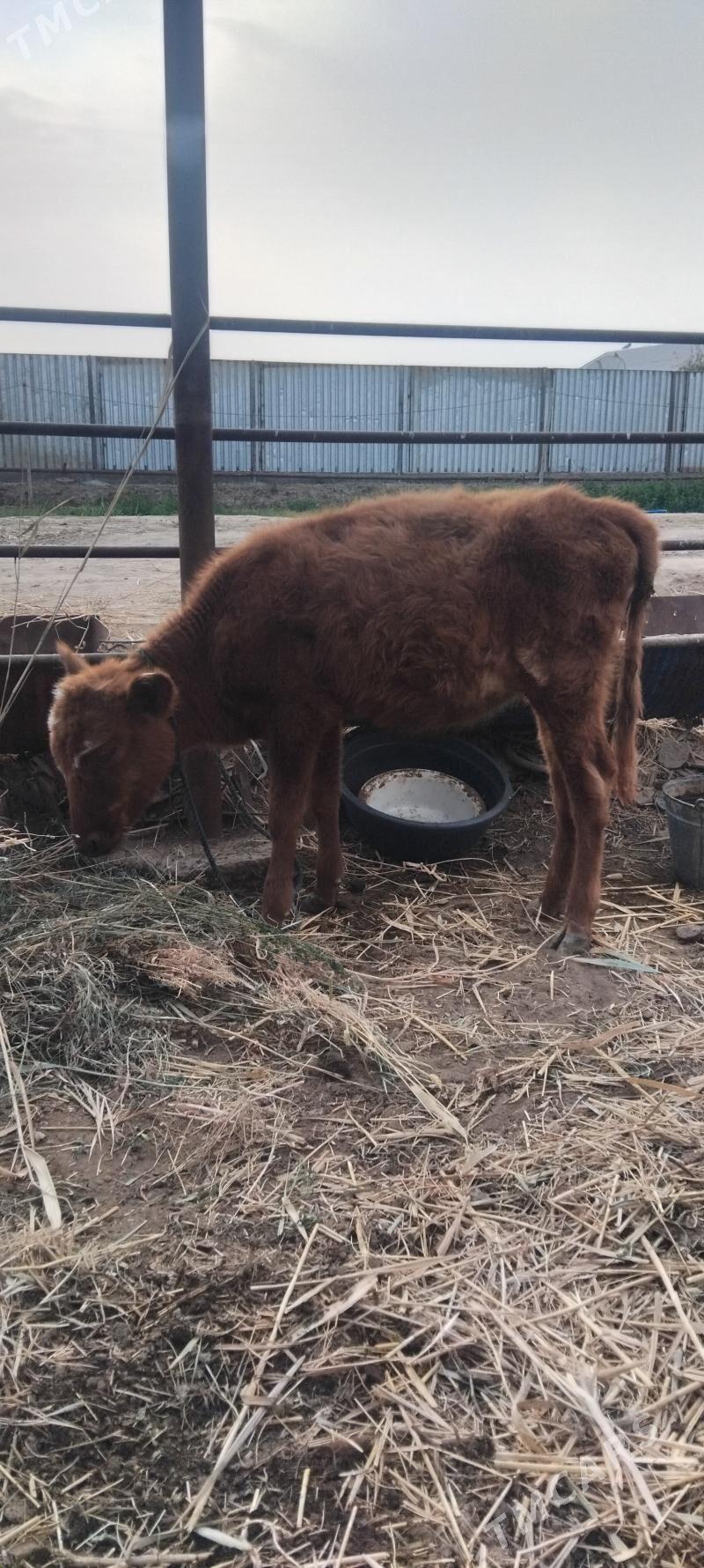 yas gole - Мургап - img 4