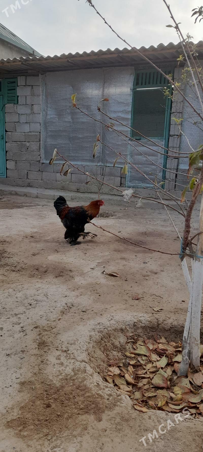 Brama gold horaz - Ашхабад - img 6