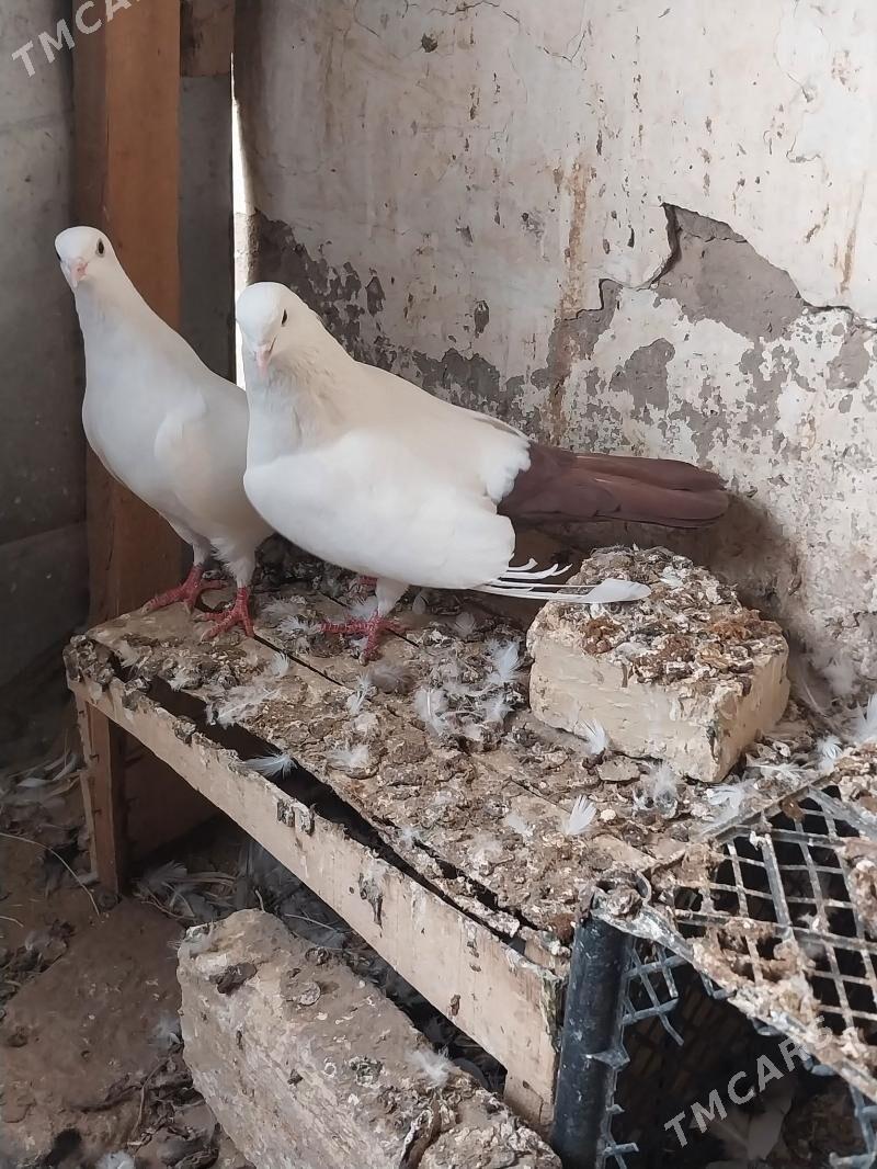 KEPDERI. - Murgap - img 4