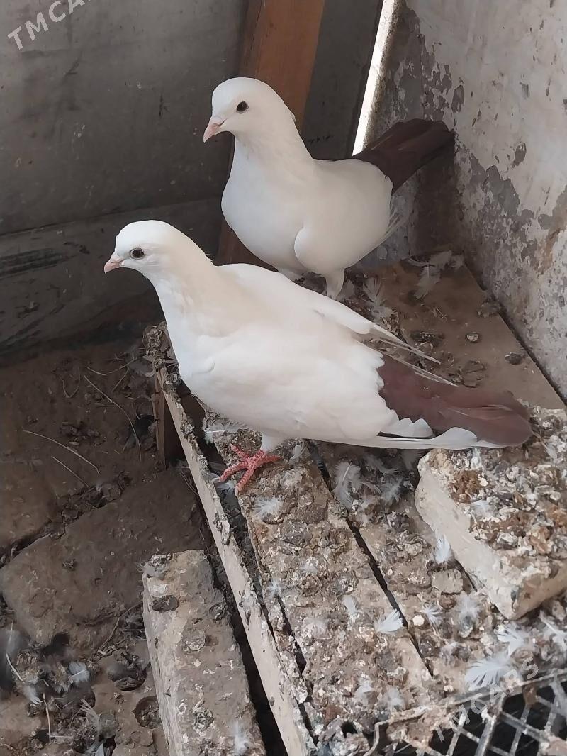 KEPDERI. - Murgap - img 3