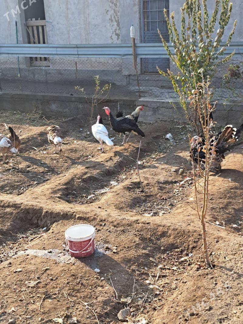 induk - Туркменабат - img 2