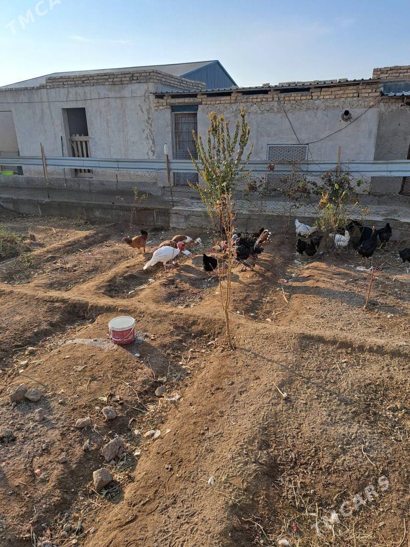 induk - Туркменабат - img 6