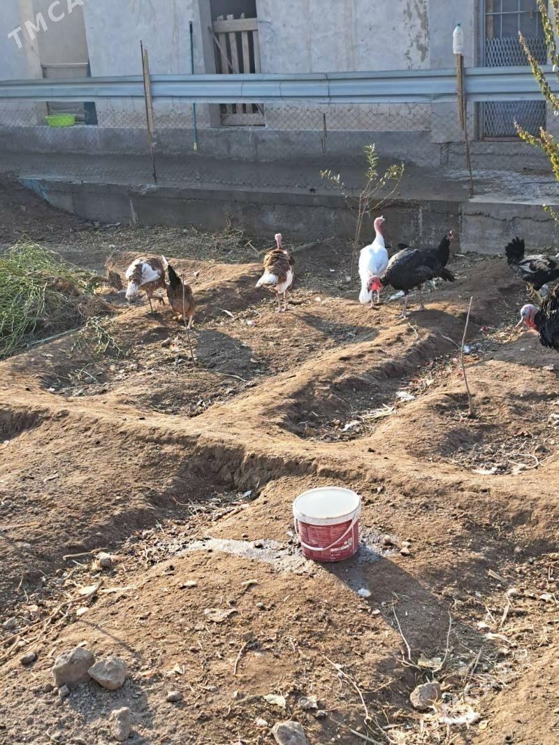 induk - Туркменабат - img 1