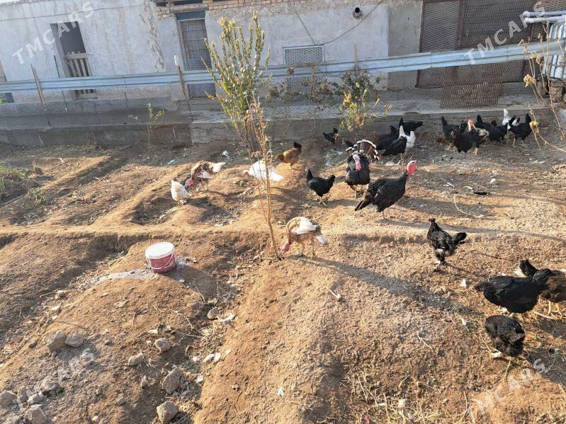 induk - Туркменабат - img 4